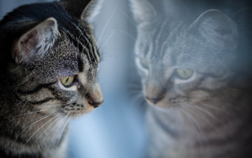 Картинка животные коты взгляд