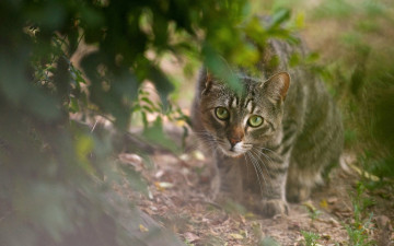 Картинка животные коты взгляд