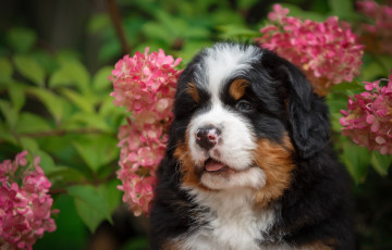 Картинка животные собаки щенок малыш цветы гортензия природа