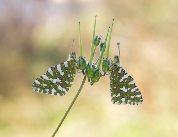 Обои картинки фото животные, бабочки,  мотыльки,  моли, макро