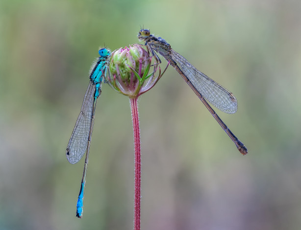 Обои картинки фото животные, стрекозы, макро