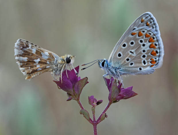 Обои картинки фото животные, бабочки,  мотыльки,  моли, макро