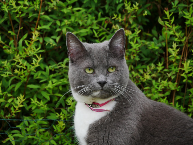 Обои картинки фото животные, коты, ошейник, серый, киса