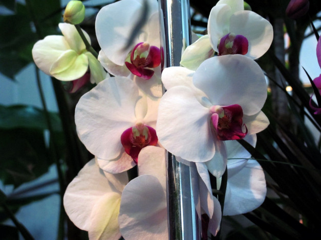 Обои картинки фото цветы, орхидеи, экзотика