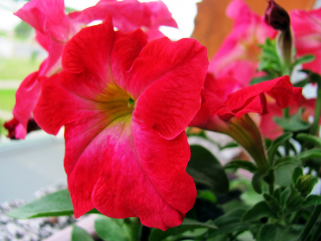 Обои картинки фото цветы, петунии,  калибрахоа, макро