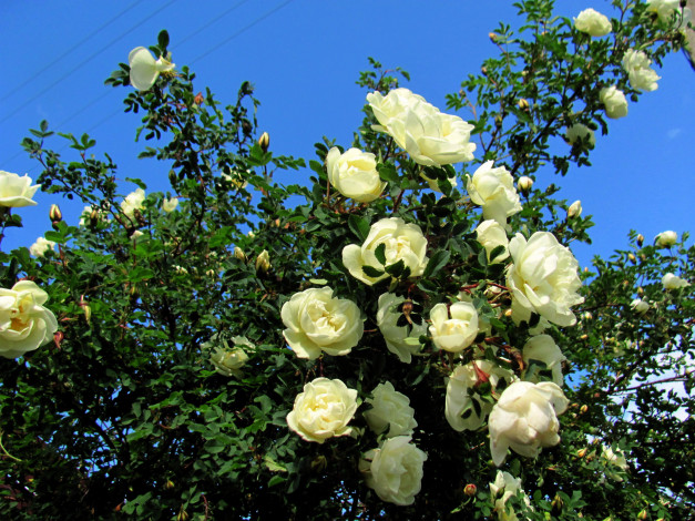 Обои картинки фото цветы, розы, белый