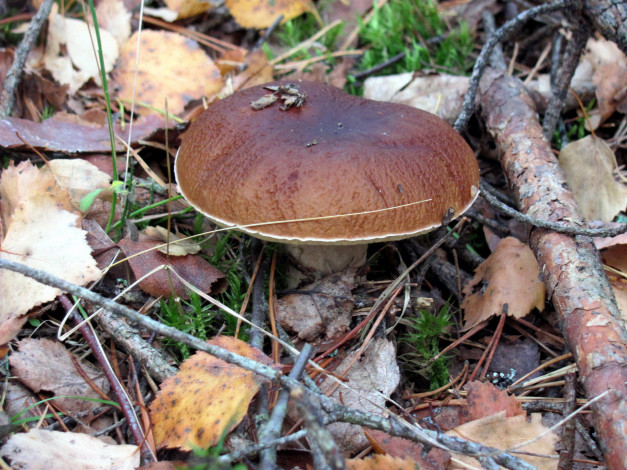 Обои картинки фото природа, грибы, боровик