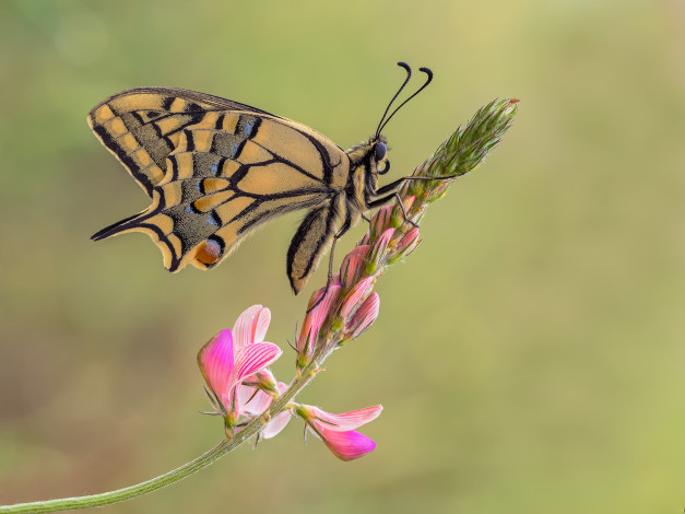 Обои картинки фото животные, бабочки,  мотыльки,  моли, бабочка, макро