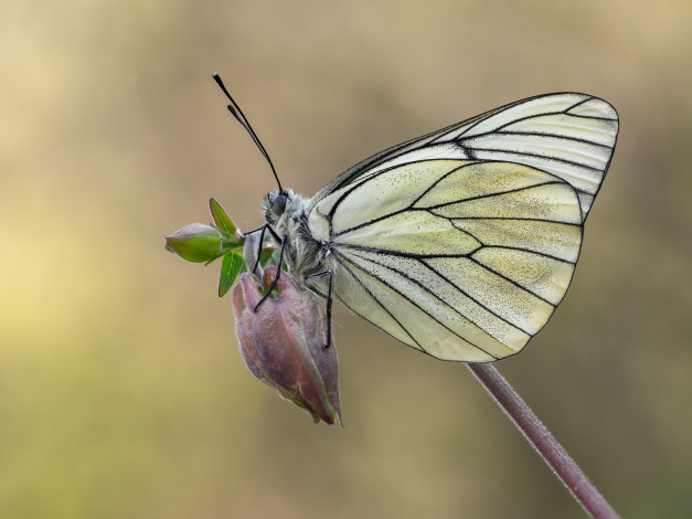 Обои картинки фото животные, бабочки,  мотыльки,  моли, бабочка, макро