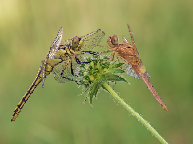 Обои картинки фото животные, бабочки,  мотыльки,  моли, макро