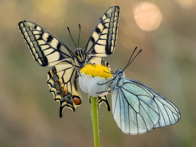 Обои картинки фото животные, бабочки,  мотыльки,  моли, макро