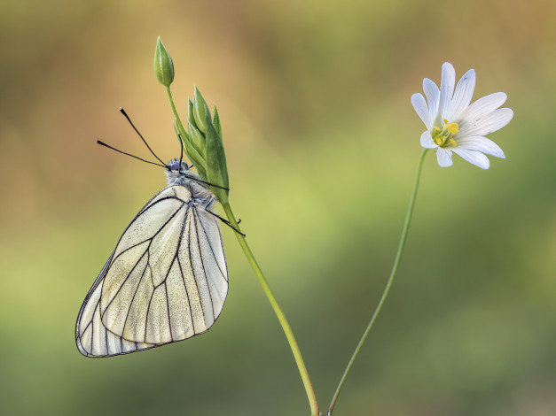 Обои картинки фото животные, бабочки,  мотыльки,  моли, макро