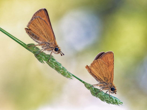 Обои картинки фото животные, бабочки,  мотыльки,  моли, макро