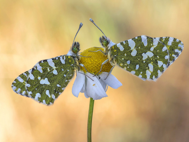 Обои картинки фото животные, бабочки,  мотыльки,  моли, макро