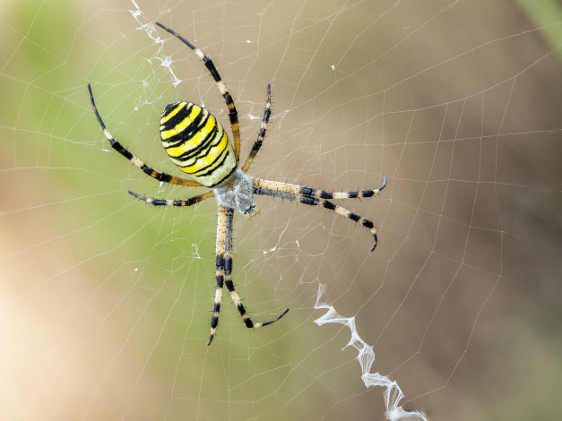 Обои картинки фото животные, пауки, паук, макро