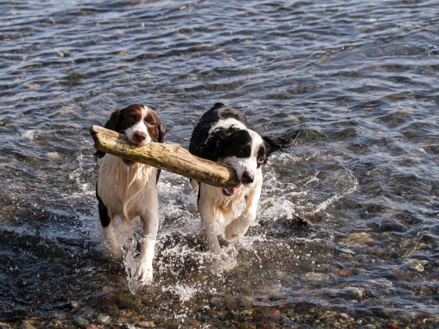 Обои картинки фото животные, собаки, водоем