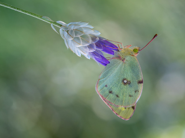 Обои картинки фото животные, бабочки,  мотыльки,  моли, макро, бабочка