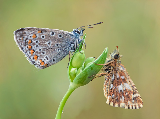 Обои картинки фото животные, бабочки,  мотыльки,  моли, макро