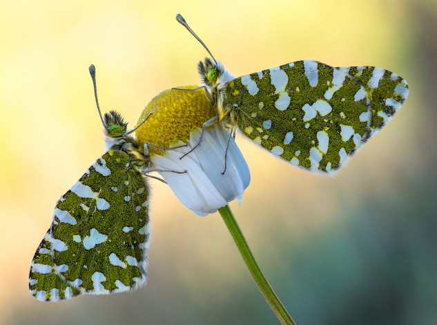 Обои картинки фото животные, бабочки,  мотыльки,  моли, макро