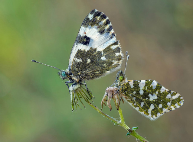 Обои картинки фото животные, бабочки,  мотыльки,  моли, макро