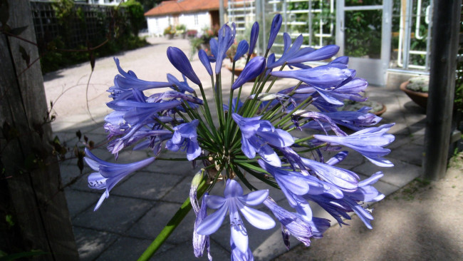 Обои картинки фото цветы, агапантус , африканская лилия, лиловый