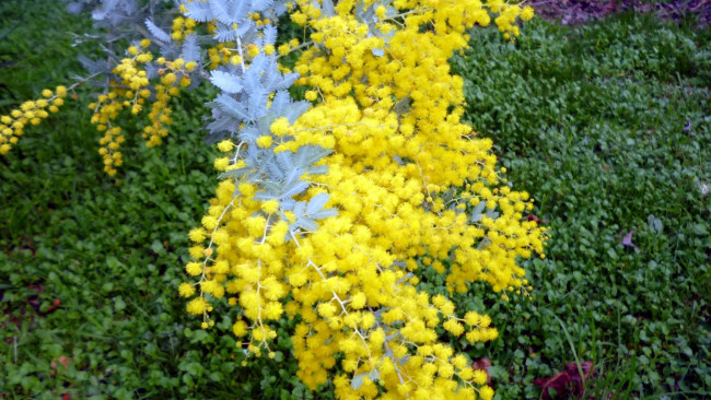 Обои картинки фото цветы, мимоза, желтый