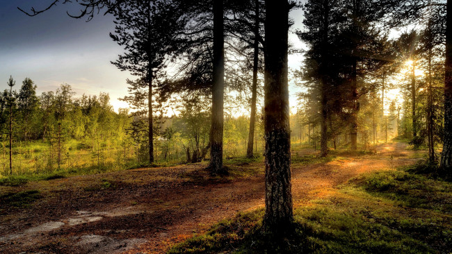 Обои картинки фото природа, лес, простор