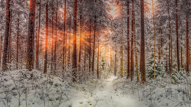 Обои картинки фото природа, лес, простор