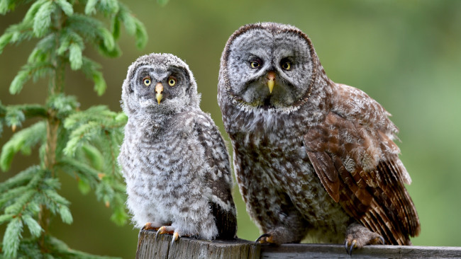 Обои картинки фото животные, совы, птицы, ветка, ели