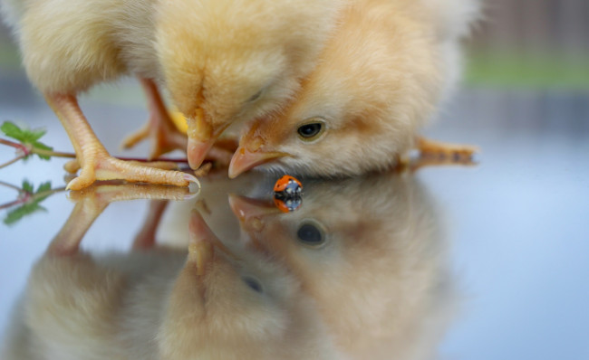 Обои картинки фото животные, разные вместе, цыплята, божья, коровка, интерес, малыши