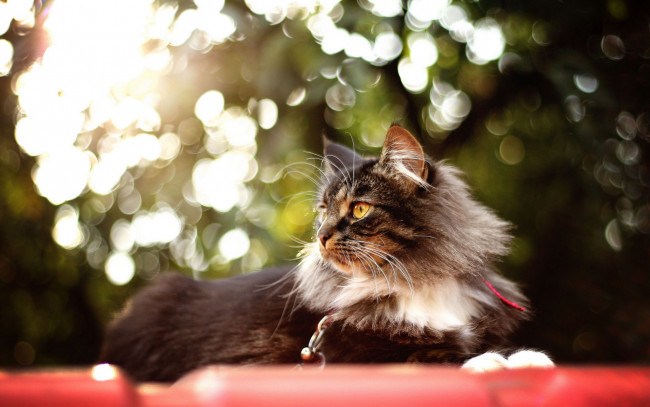 Обои картинки фото животные, коты, профиль