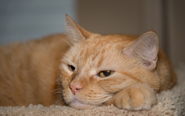 Обои картинки фото животные, коты, рыжий, цвет