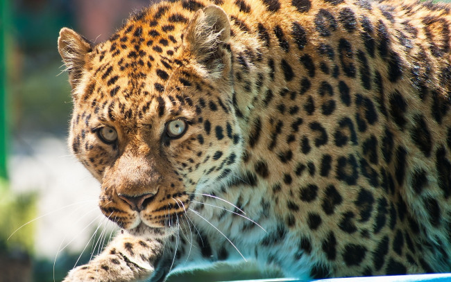 Обои картинки фото животные, леопарды, морда, взгляд