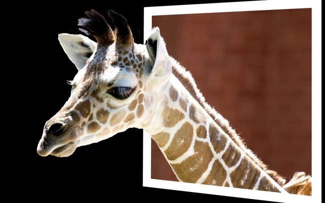 Обои картинки фото животные, жирафы, голова