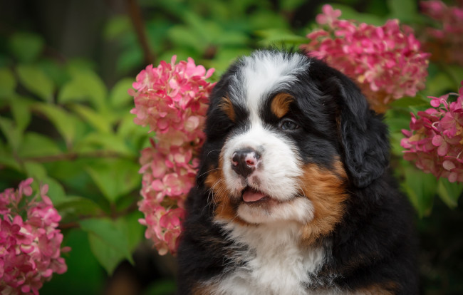 Обои картинки фото животные, собаки, щенок, малыш, цветы, гортензия, природа