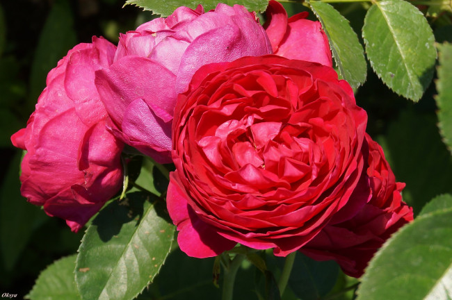 Обои картинки фото цветы, розы, роза, бутон, цветение, rose, bud, bloom