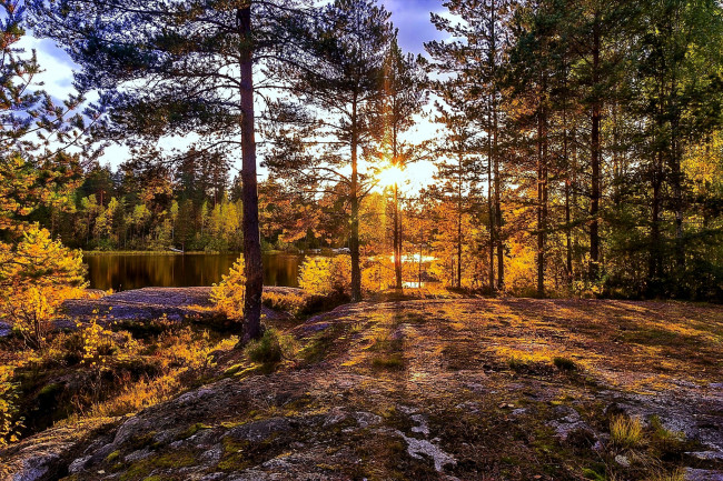 Обои картинки фото природа, лес, простор