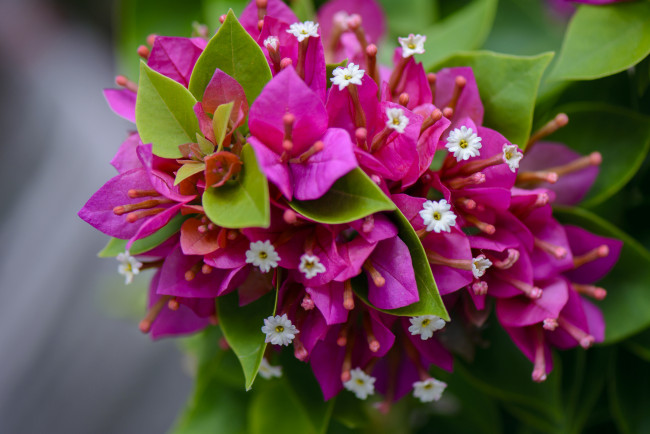 Обои картинки фото цветы, бугенвиллея, цветение, листья, розовы, белые