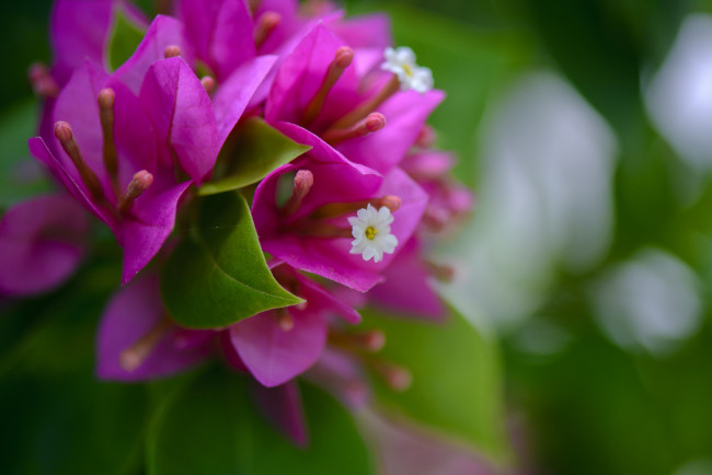 Обои картинки фото цветы, бугенвиллея, розовы, цветение, листья, белые