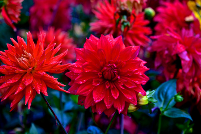 Обои картинки фото цветы, георгины, георгин, цветение, бутоны, лепестки, красный