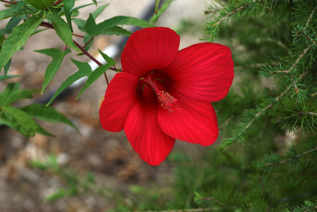 Обои картинки фото цветы, гибискусы, осень, природа