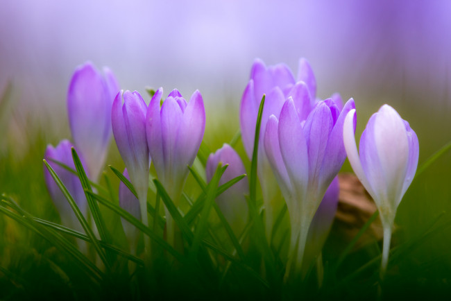 Обои картинки фото цветы, крокусы, цветение, цвет