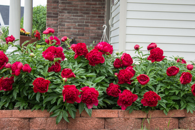 Обои картинки фото цветы, пионы, пион, бутон, лепестки, листья, цветение