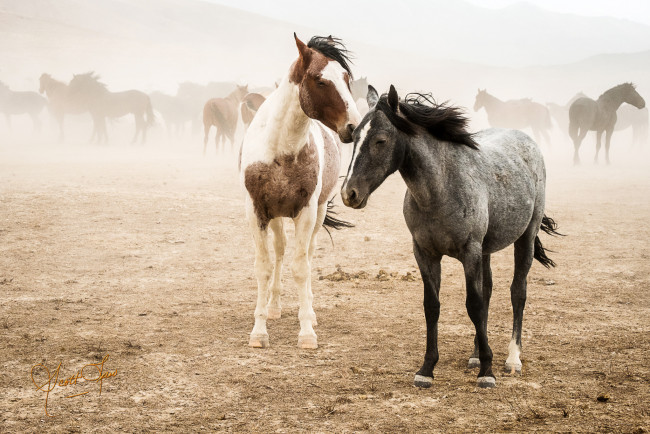 Обои картинки фото животные, лошади