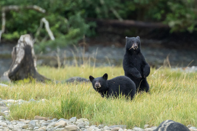 Обои картинки фото животные, медведи, черные, поле, природа, пара