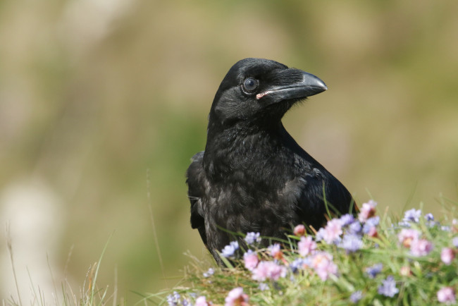 Обои картинки фото животные, птицы, птица, черная, цветы, природа