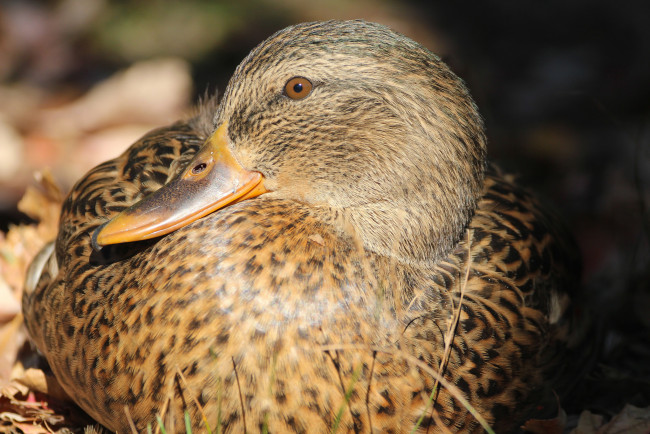 Обои картинки фото животные, утки, утка, птица, взгляд, клюв