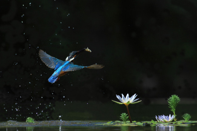 Обои картинки фото животные, зимородки, зимородок, лотос, птицa, водяная, лилия, полет, вода