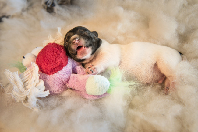 Обои картинки фото животные, собаки, игрушка