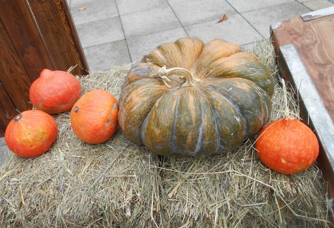 Обои картинки фото тыква, еда